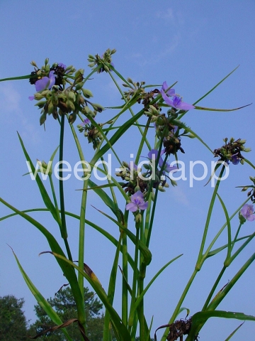 spiderwort, common